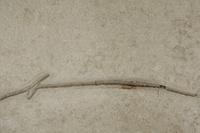 F 01453
<br/>
<br/>
<em></em>